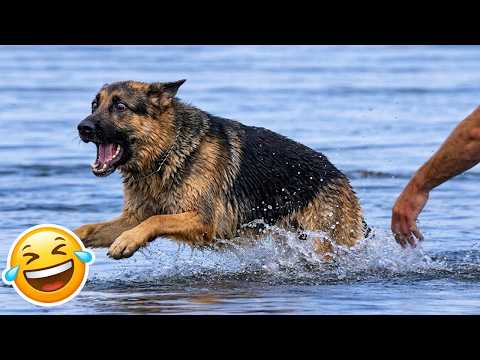 Funniest Animal Videos 😂 | You Never Know What These Crazy Cats Will Do Next in 2026