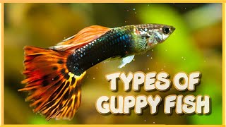 40 Different Types of Guppy Fish in the World