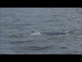 Bryde&#39;s Whale @Inner Gulf of Thailand