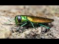 Scientists plant ‘sentinel trees’ to warn of devastating pests