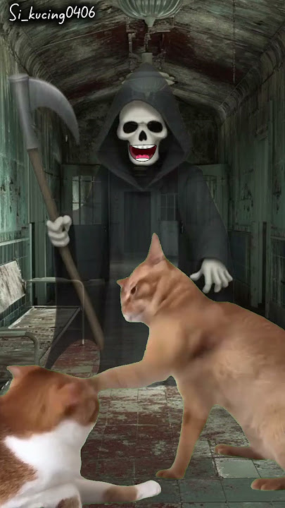 Cats fighting #cats #funny #shortvideo