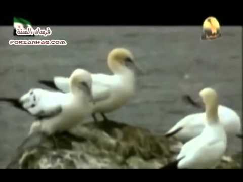 عالم الحيوان الغامض قناة المجد الطبيعية 