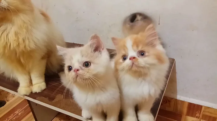 Watch the video about Kitten persia mix exo