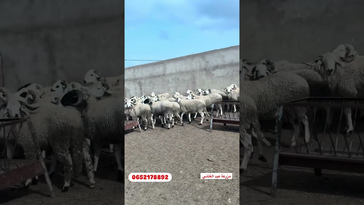 لجزء التاني عند عبد الغاني الله بارك 36  خروف  صغيرة للبيع