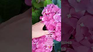 Верхушечная цветочная почка, она может замёрзнуть,выпреть ,просто засохнуть .Но цветение будет 👍