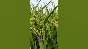 Thumbnail of Oryza Sativa🌾