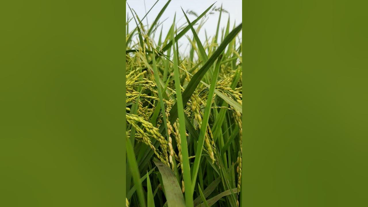 Oryza Sativa🌾 Oryza Sativa🌾