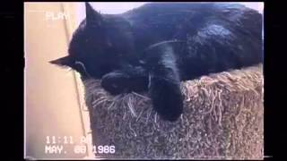 Famous Cecil Icon Videos / Angel's (Files) videos Dealing With (A) Demon (2) Wealth