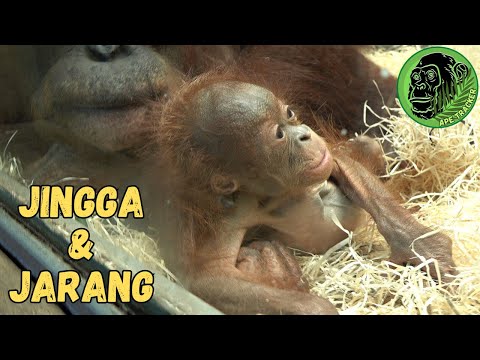 Baby Orangutan Jarang and Carrying Baby On Mothers Foot