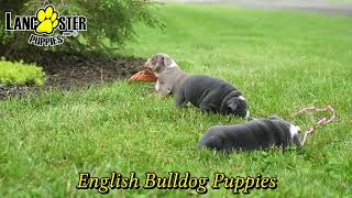 Sweet English Bulldog Puppies