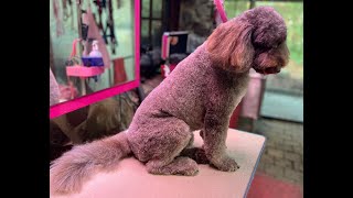 How to Properly Prep a Dog s Coat for Grooming