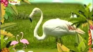 Babytv   Bim And Bam   Flamingo English