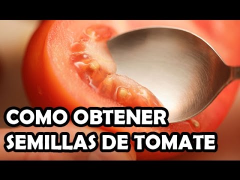 Como obtener semillas de Tomate