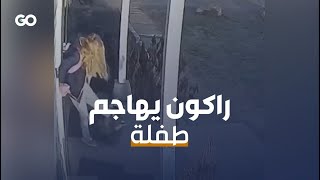 الميادين Go | أم تنقذ طفلتها من حيوان الراكون