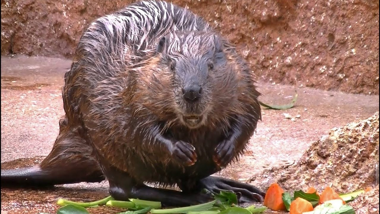 アメリカビーバー 不思議なシッポ びっくりする様子 東山動物園 Youtube