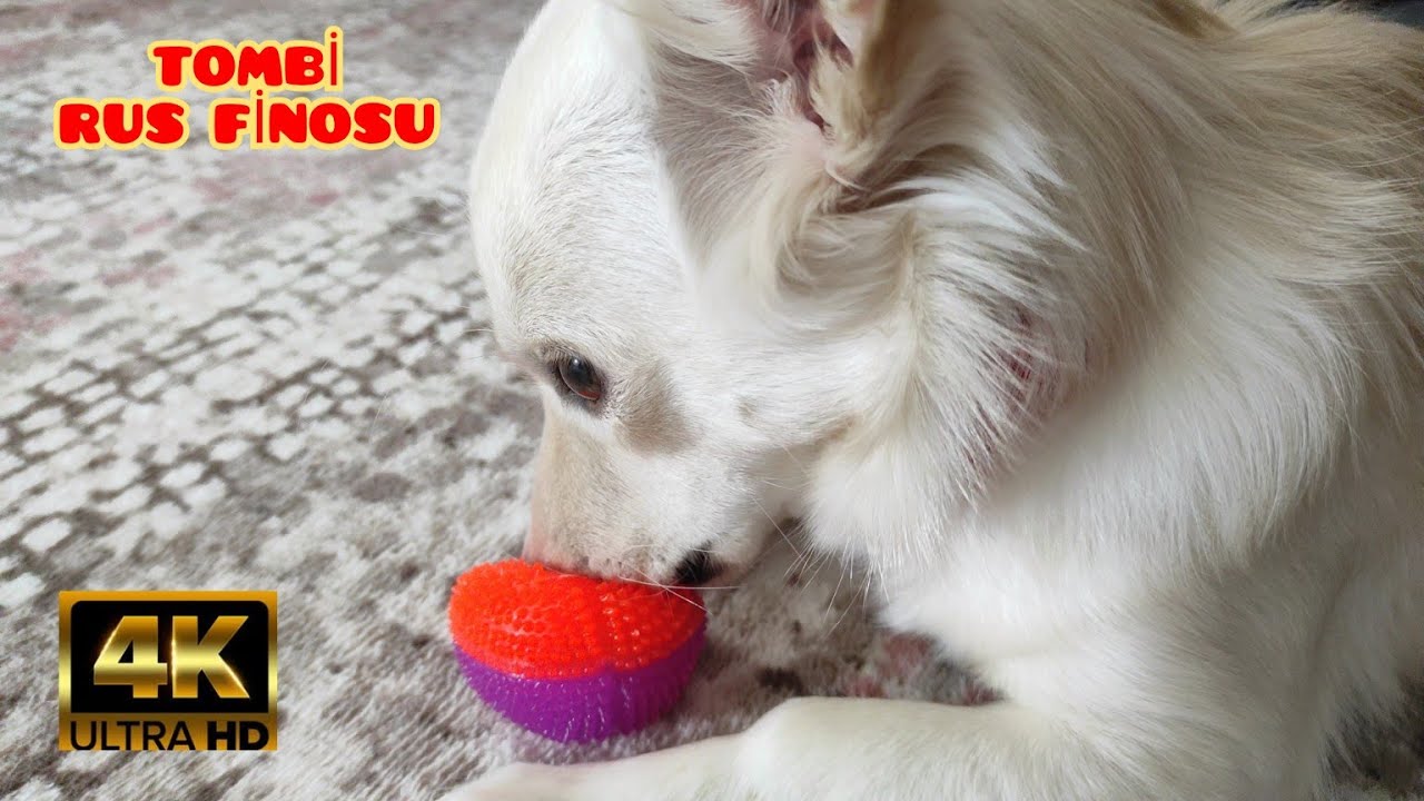 Tombi Rus Finosu Kopek Videolari Youtube Tombi Rus Finosu Kopek Videolari Youtube