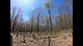 Sugar Maple Pruning