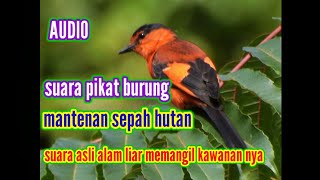 suara pikat burung mantenan sepah hutan