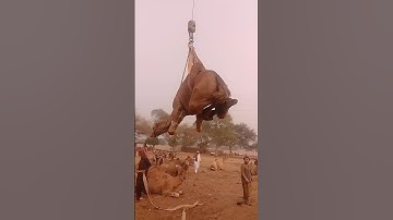 Camels loading video#camel #cow #youtubeshorts #shorts #youtube