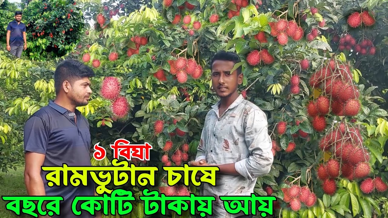 মালেয়শিয়ার জনপ্রিয় ফল রাম্বুটান বাগান করে কোটিপতি কৃষক || Rambutuan