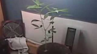 First Grow Week 8 (Flowering Week 3)