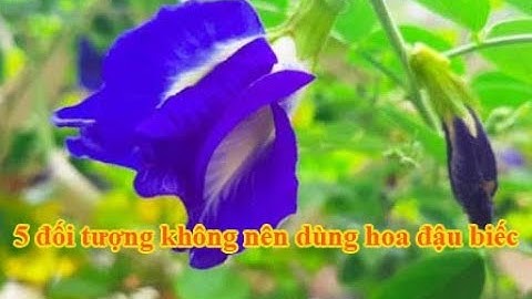 5 đối tượng không nên dùng hoa đậu biếc