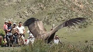 Фото Самых Больших Орлов В Мире