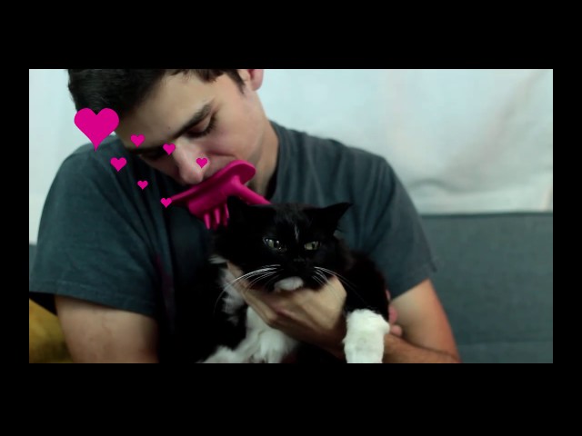 pdx pet design on
