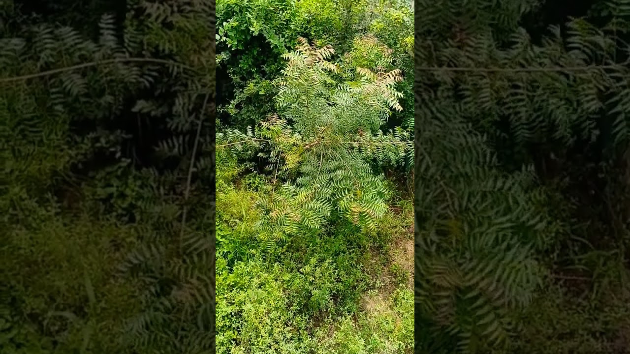 Neem Tree give us medicated free fresh air which kill many harmful