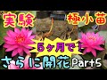 【実験】極小睡蓮、小さな鉢でも開花可能！成長と開花の様子！何種開花した？メダカビオトープ