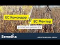 Командор vs Ментор. Порівняння характеристик сої в спекотні умови літа