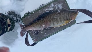 Рыбалка ушёл в рыбную яму  ХАРИУСА НЕ ЛЕЗУТ В ЛУНКУ  РАЗГИБАЮТ КРЮЧКИ Fishing for grayling in winter