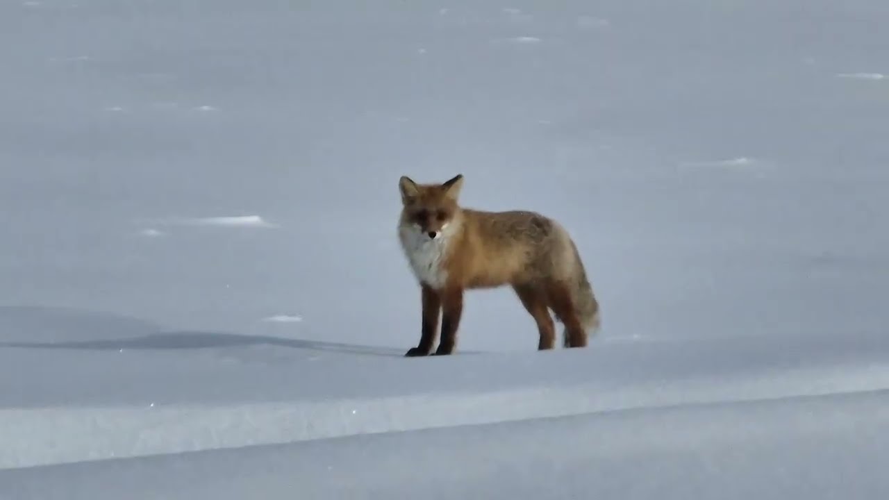 По Камскому морю на снегоходах