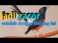 Murai Batu Mancing Suwara Burung Bisu Supaya Gacor Mp3 - Mp4 Download