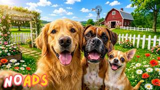 12 Hours of Dog TV for Dogs to Watch 🐕‍🦺 Soothing Music 💖 Separation Anxiety Relief & Relaxation