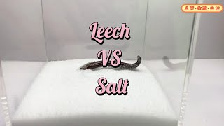 Leech Vs Salt