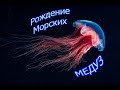 Медуза, рождение морских Медуз