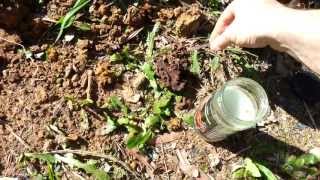 Things In My Yard - A Large Sydney Funnel Web Spider.