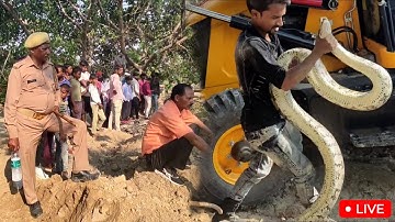 देखिए हमने कैसे रेस्क्यू किया इस अजगर सांप को  | Rescue India Rock Python | #python #snake #rescue