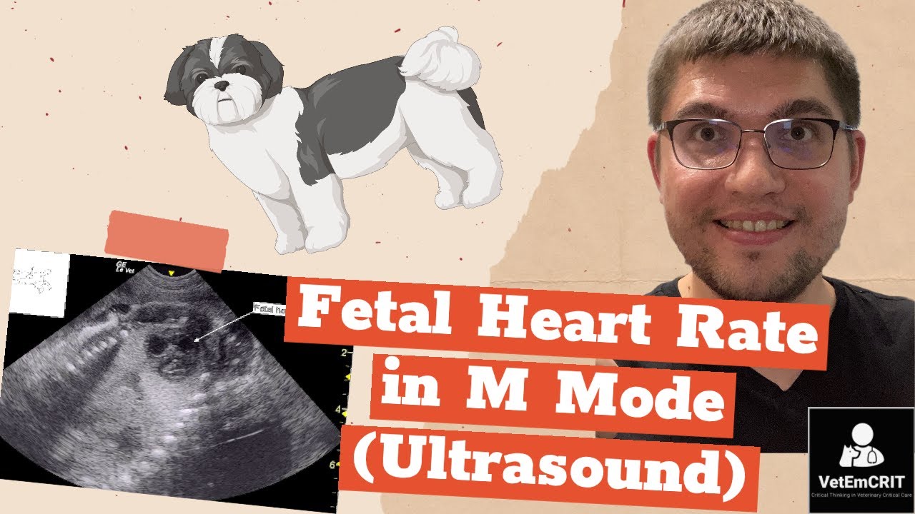 Fetal heart rate in Mmode (feline/canine ultrasound) YouTube