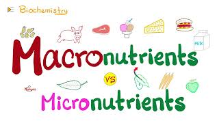 Macronutrients vs Micronutrients…What’s the difference? 🤔  | Diet & Nutrition