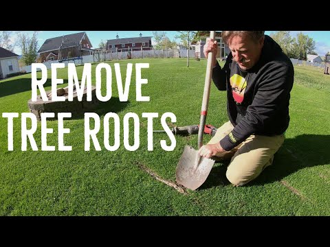 How to remove EXPOSED TREE ROOTS in the lawn. ULTRA SATISFYING