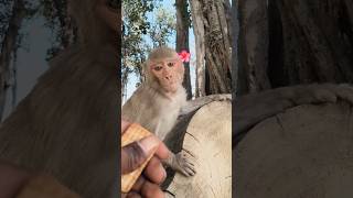 cute baby monkey dudu pienge 🍼🍼🐒🍼 #monkeyvideo #shorts #shortvideo