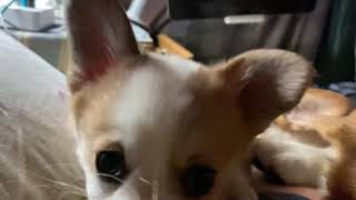 Living with many cute corgis by Corgi Bliss 127 views 3 years ago 18 seconds