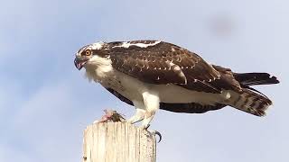 Fall Birds by MikeBlairOutdoors 451 views 6 months ago 2 minutes, 27 seconds