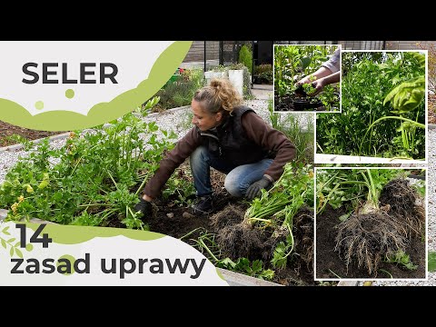 Wideo: Kopienie w roślinach selera - co robić, gdy roślina selera ma kwiaty