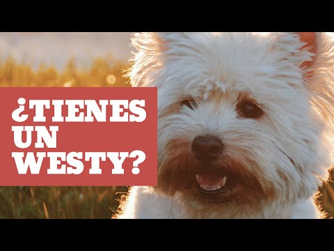 Video: Estilos de aseo para un Westie