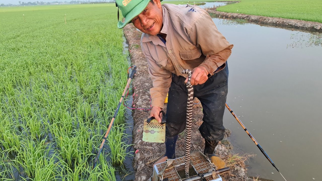 Nay chú sáu đi tét cây 14f cho anh ở Châu Phú An Giang nha, nay chuột, ếch nhảy lia chia anh em ơi 