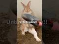Angry Rabbit Threw a Shovel! 💢🐰