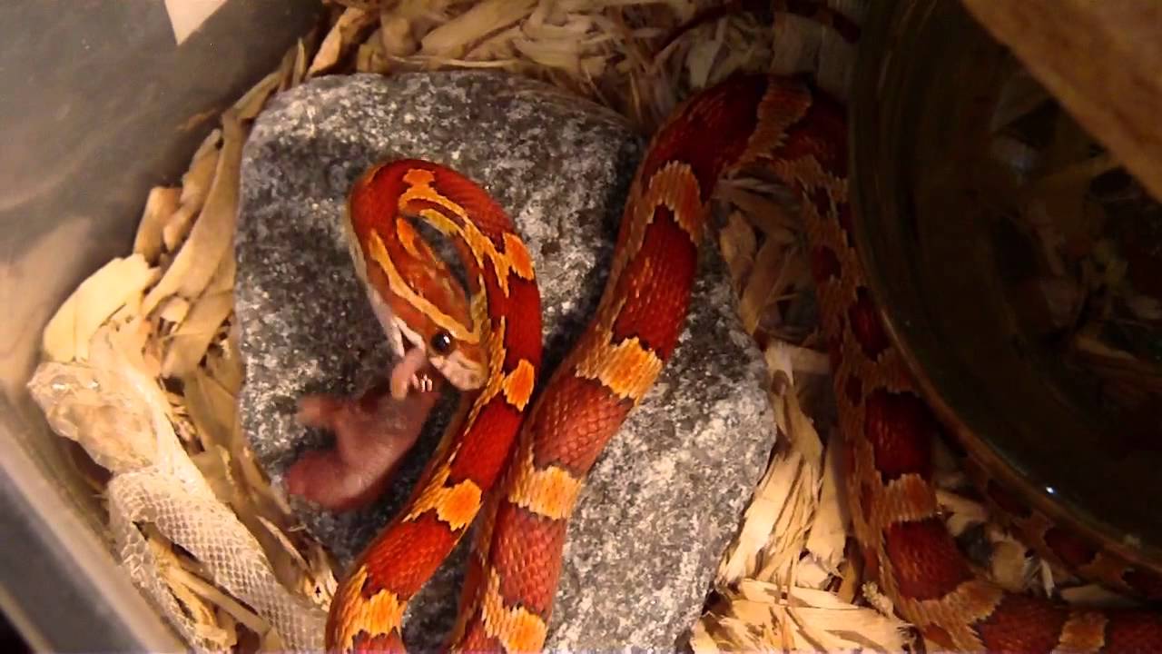 corneta Reptile News: But your highness the chicks dig it.